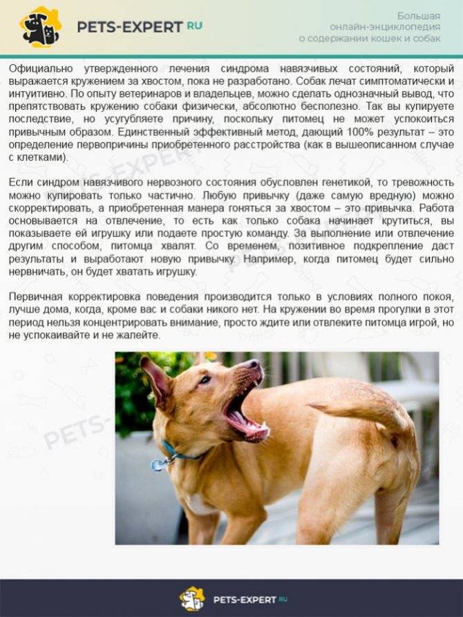 Почему собака бегает за своим хвостом и кусает его