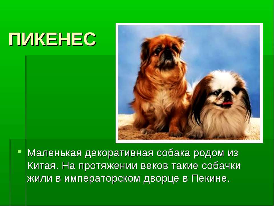 Китайские породы собак с фотографиями и названиями, особенности содержания