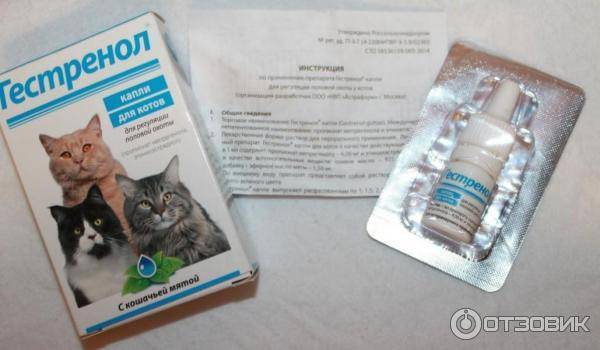 У кошки течка: как успокоить в домашних условиях?