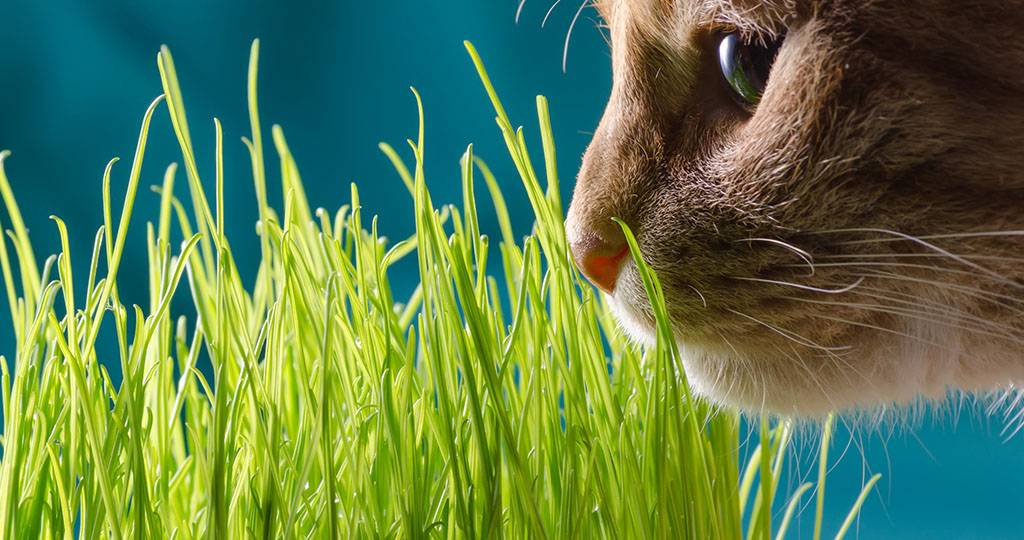 Какую траву любят кошки: перечень и метод выращивания