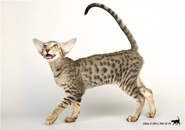 Бразильская короткошерстная кошка: история и особенности породы - мир кошек