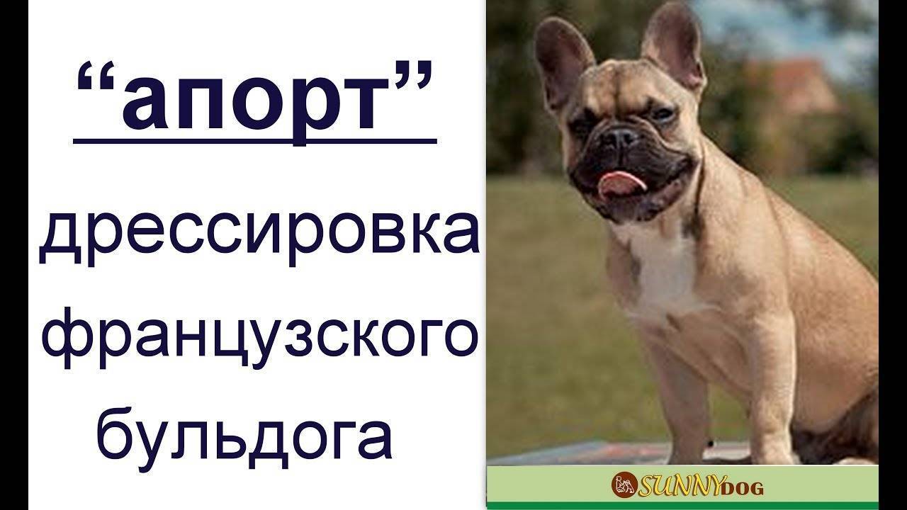 Выбор щенка французского бульдога, обучение основным командам, приучение к лотку, выгул на улице, ежедневный уход за собакой.