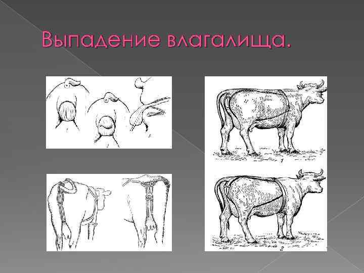 Выпадение матки у собак: основные причины, помощь и лечение