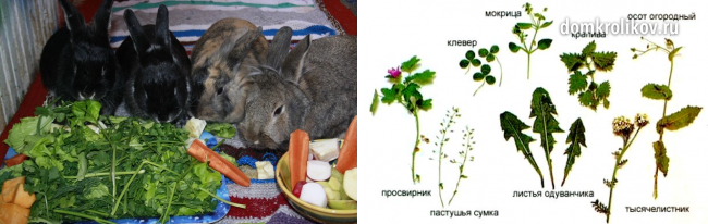 Можно кроликам давать одуванчики. Конский щавель кроликам. Кролик в траве. Зелень для кролика. Трава для декоративных кроликов.