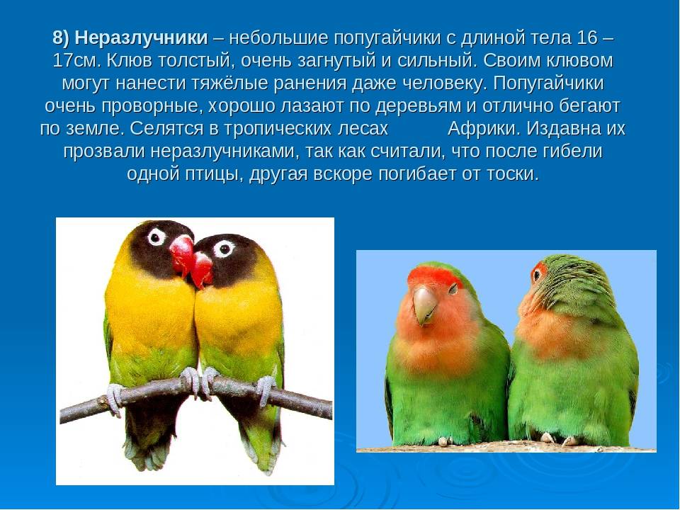 Как видят попугаи волнистые? о зрении попугайчиков