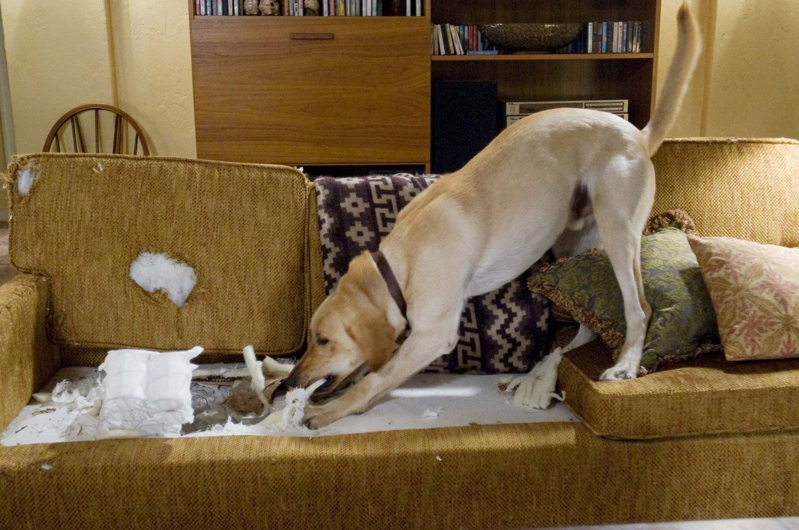 Собака пьет и рвет. Собаки для квартиры. Собака разорвала диван. Домашние животные для квартиры. Собака сгрызла мебель.
