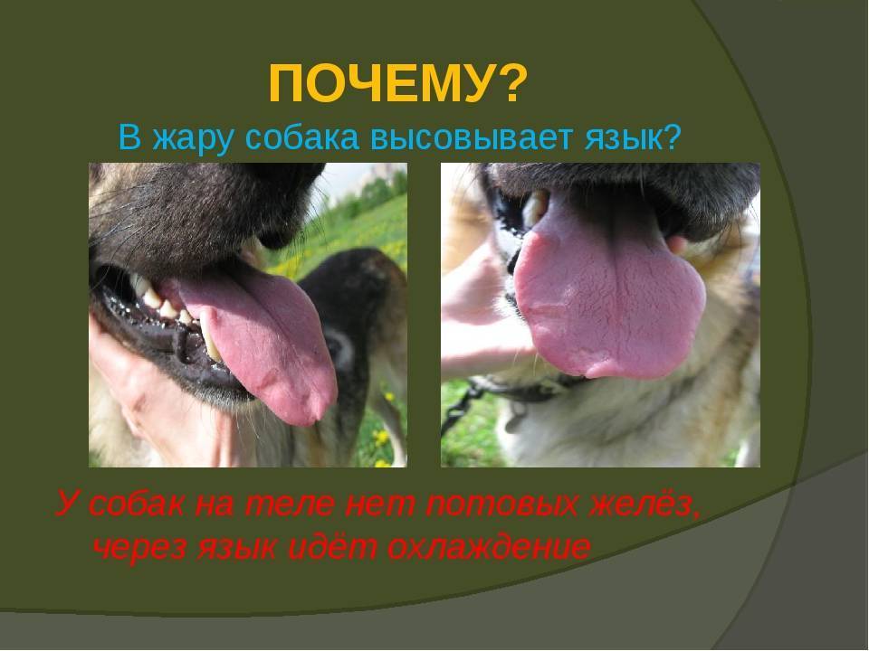 Почему собака дышит с высунутым языком. Собака с высунутым языком. Почему собаки высовывают язык. Почему в жару собака высовывает язык.