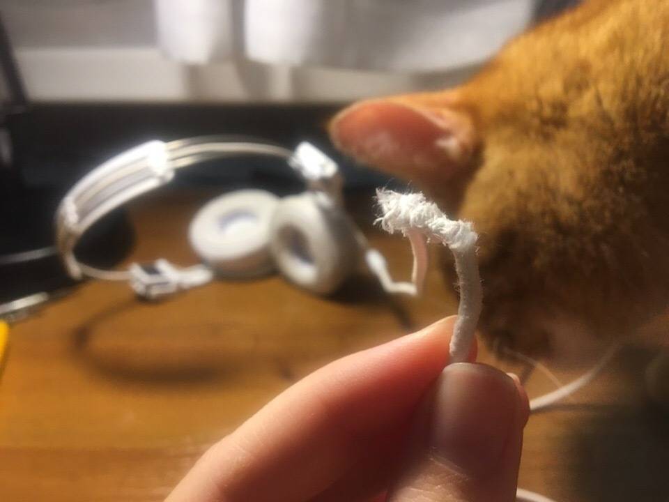 Почему кошка грызет провода, как отучить