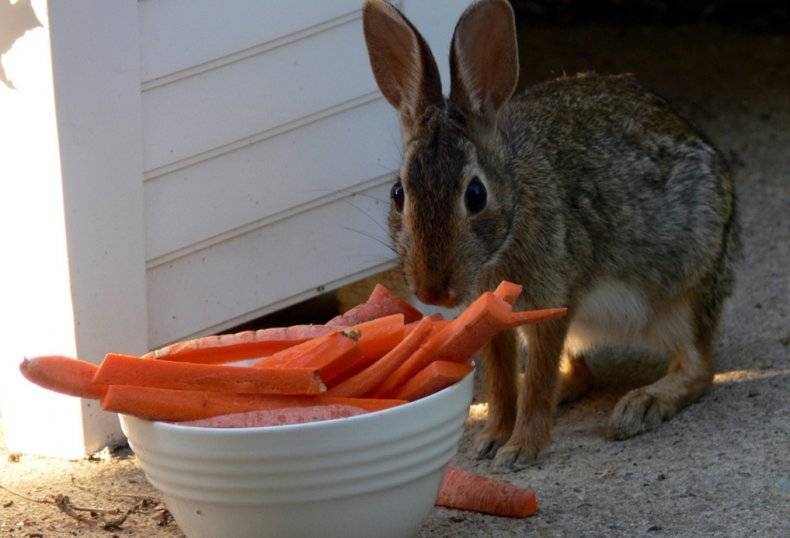 ᐉ можно ли давать кроликам ботву моркови? - zooon.ru