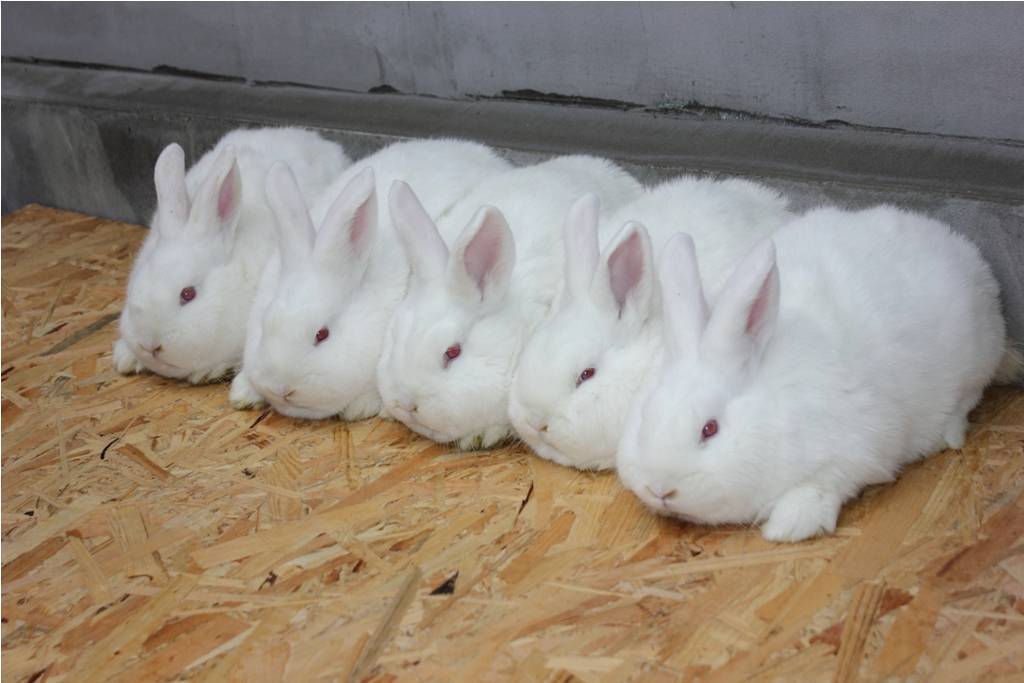 Разведение новозеландских кроликов и характеристика пород