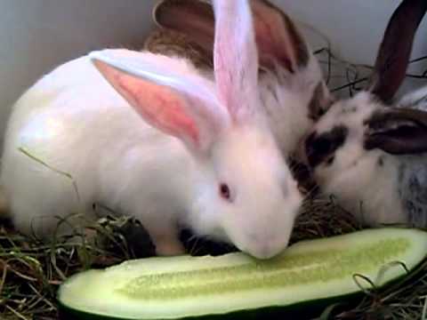 Как правильно кормить кроликов картофелем?
