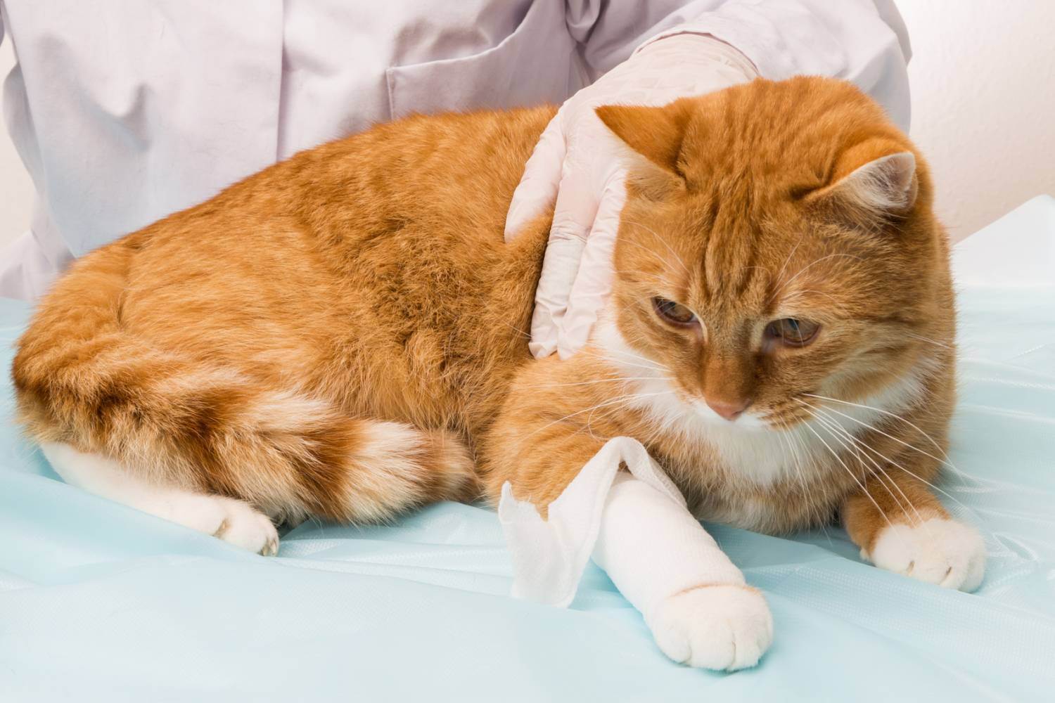 Гастрит у кошки: признаки, терапия, профилактика