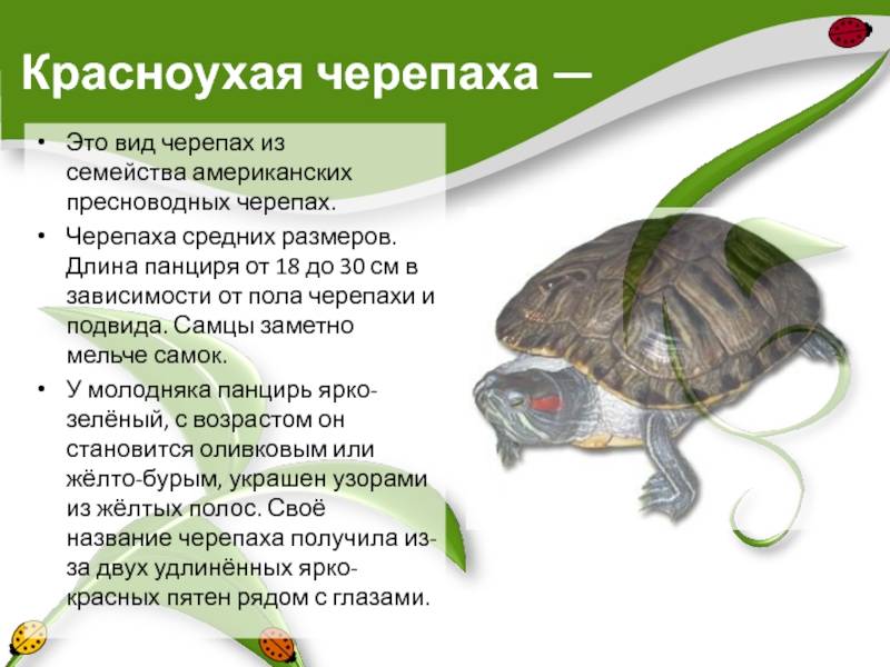 Какой тип развития характерен для черепахи. Красноухая черепаха среда обитания. Подвиды красноухих черепах. Родина красноухой черепахи. Факты о красноухих черепах.