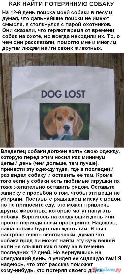 Потерялась собака: техника поиска питомца в разных условиях