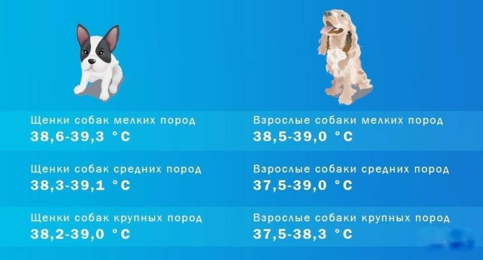 Нормальная температура тела у собак, как померить температуру собаке - pet-mir.ru