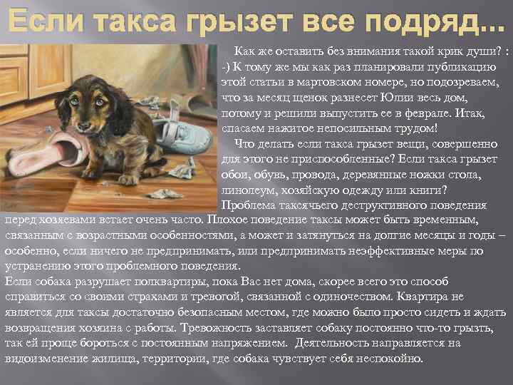 Собака грызет мебель: причины, что делать | блог ветклиники "беланта"
