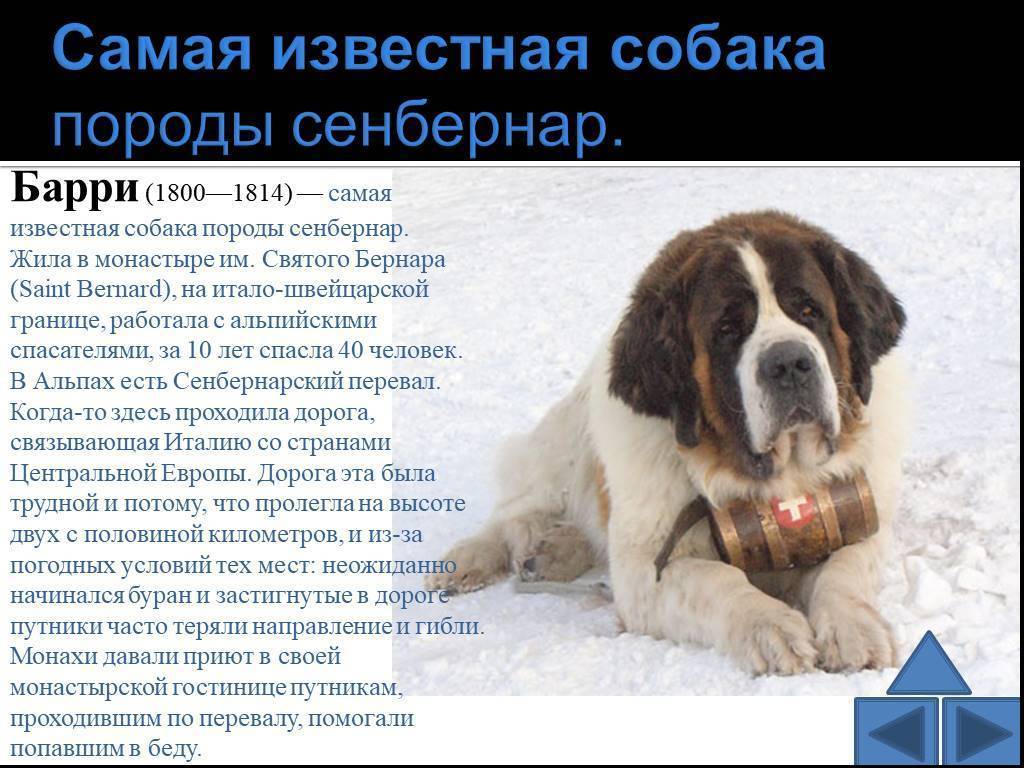 Сенбернар (порода собак)