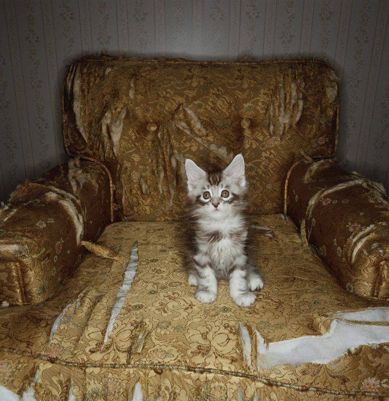 Синдром старой кошки