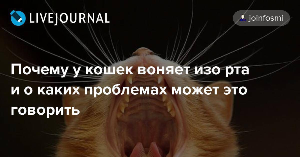 Почему у кота или кошки воняет изо рта плохой запах