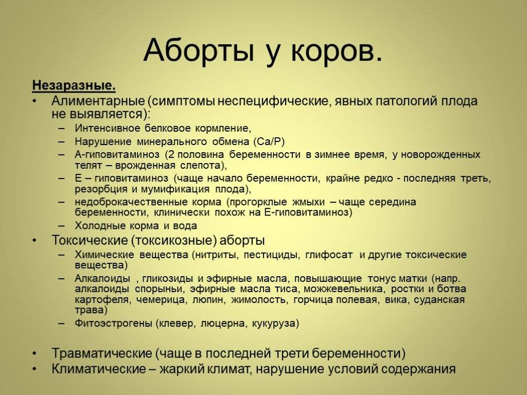 Как прервать беременность у кошки и можно ли прервать на ранних сроках