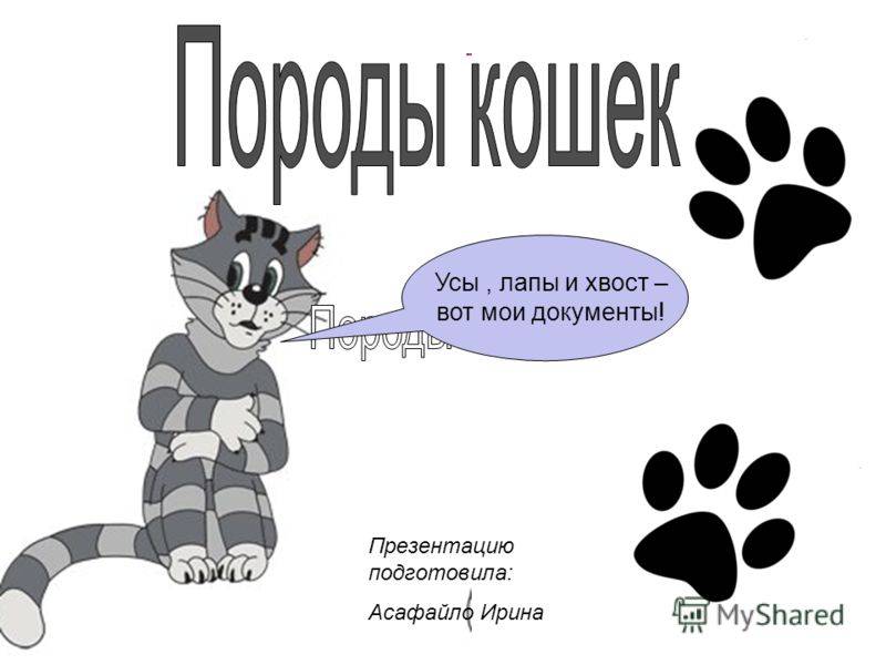 С собакой на пляж: правила и рекомендации