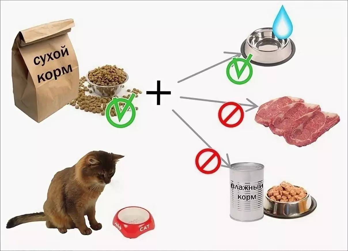 Из чего делают сухой корм для кошек: каков его состав, можно ли приготовить в домашних условиях?