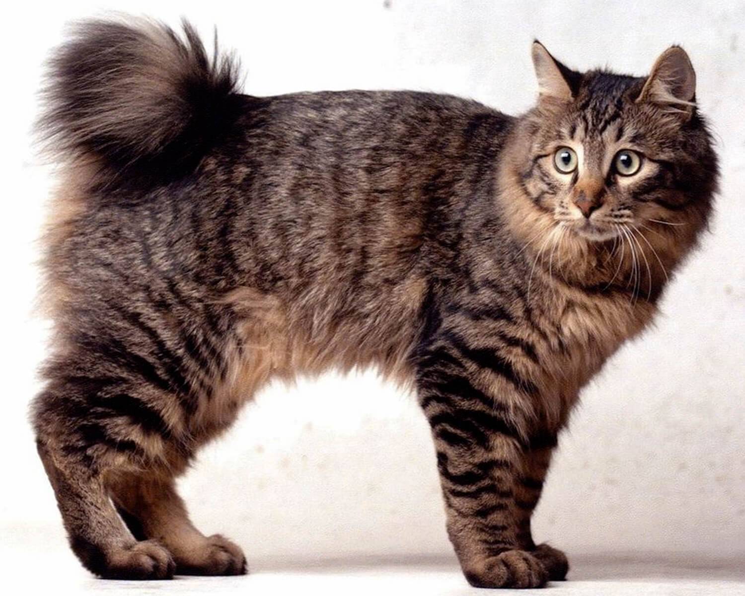 кошки с коротким хвостом порода фото названия