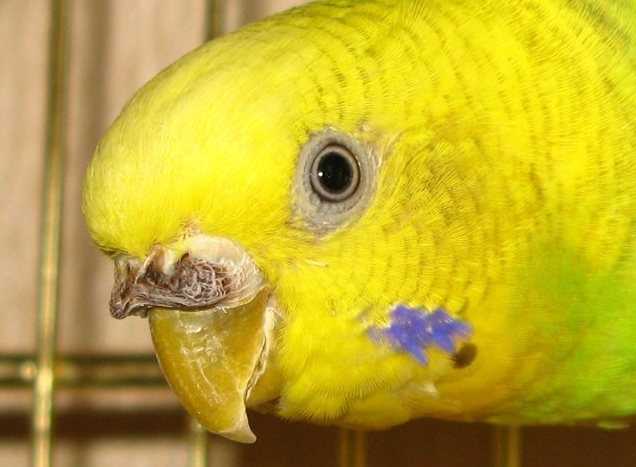 Лечение нароста на восковице у волнистого попугая