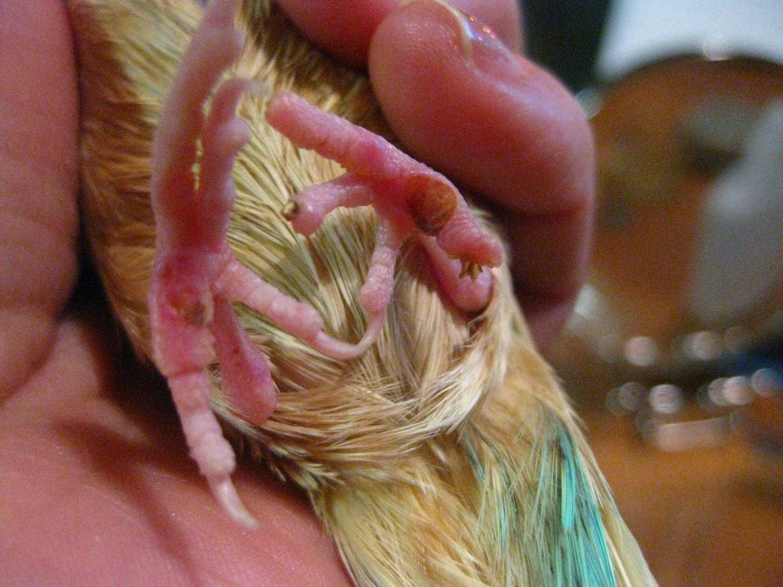 Переломы лапки у волнистого попугая: что делать?