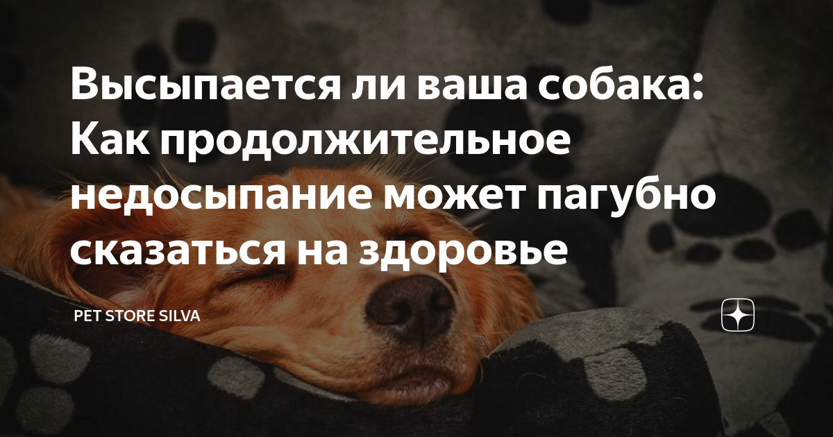 Почему шиншилла не ест, не пьет и вялая, как помочь питомцу