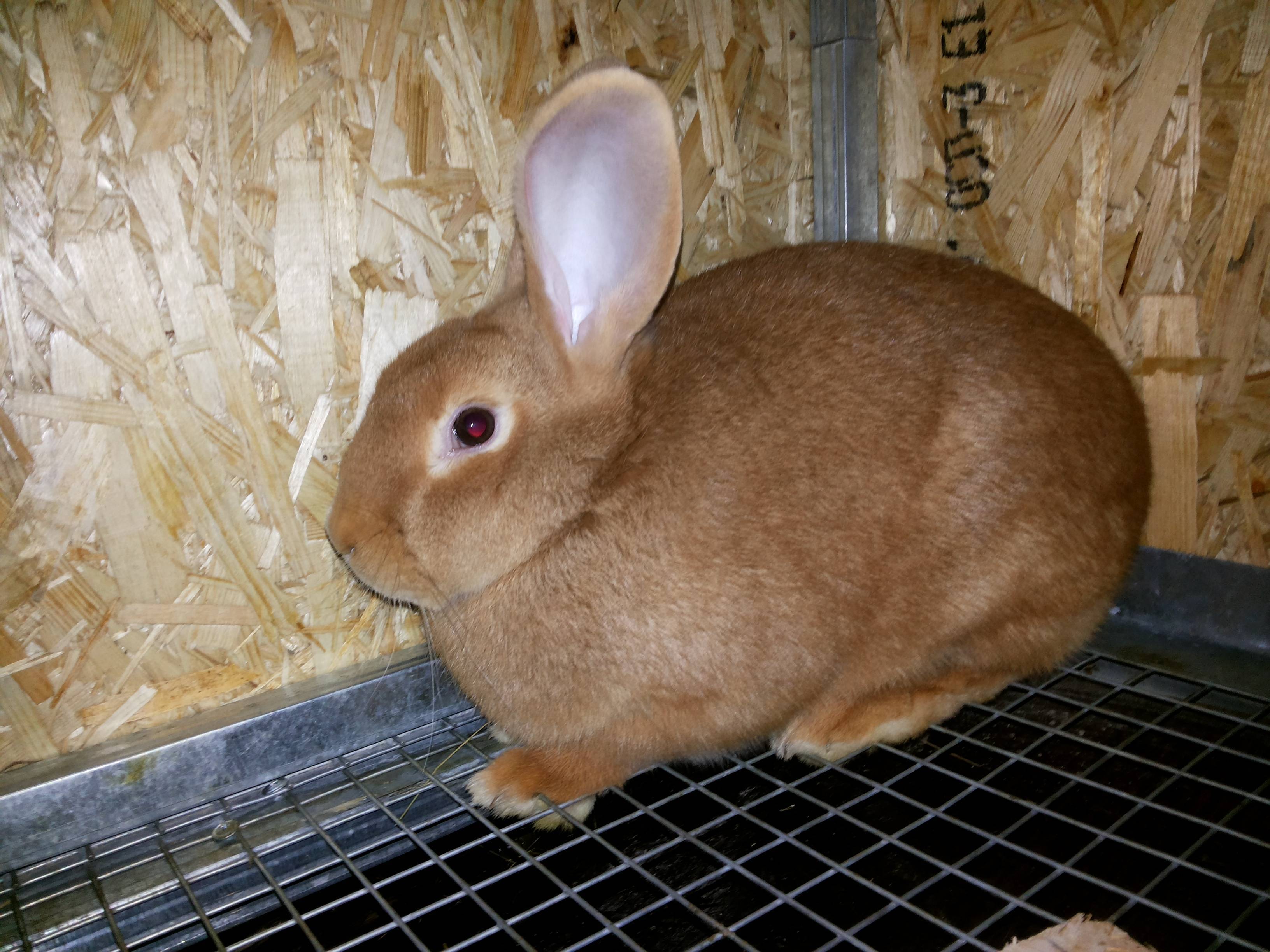 Бургундский кролик — описание породы, особенности ухода, разведение, кормление, фото, видео