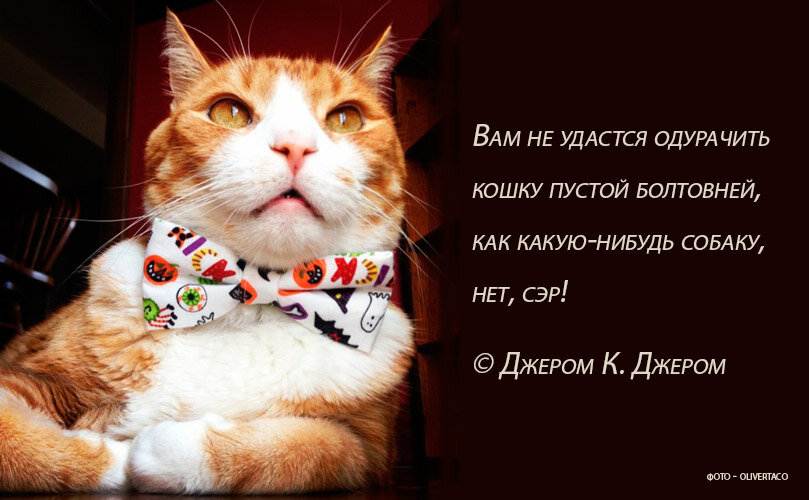 Что не любят кошки | pet4me.ru