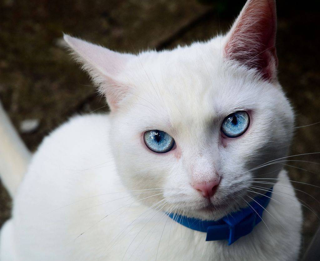 У каких пород кошек большие голубые глаза — фото, голубоглазые гладкошерстные кошки и котята, как называется порода с косыми глазами, есть ли рыжий кот с голубыми глазами