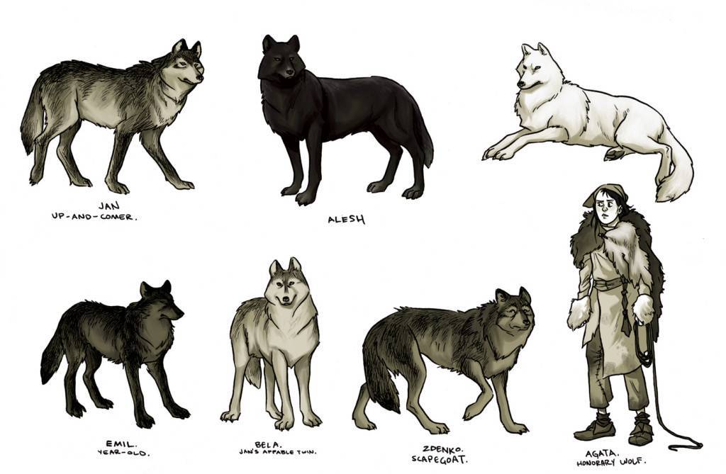 Различия между собаками и волками