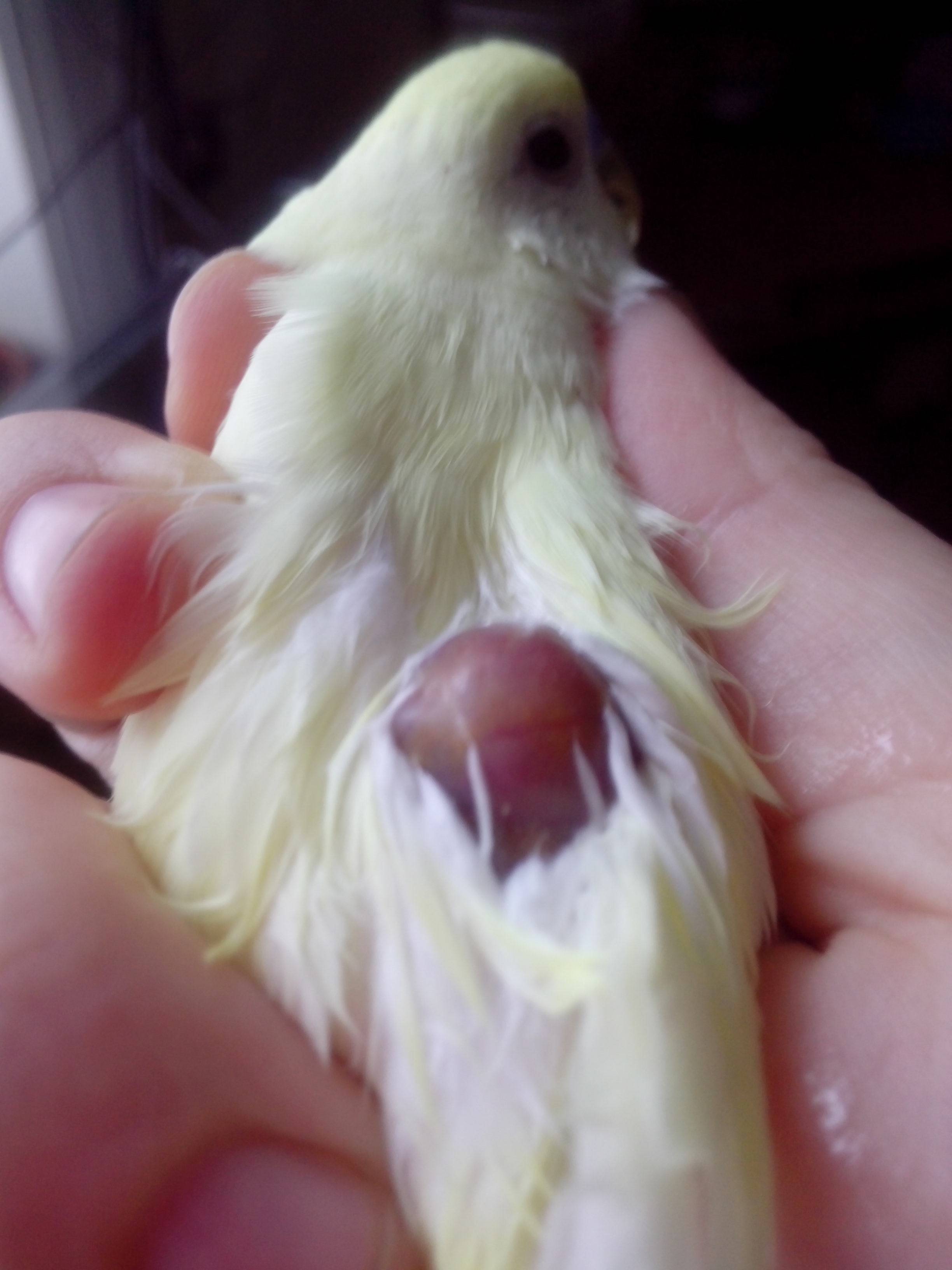 (обновлено) опухоль или шишка у попугая: под хвостом, под крылом, на животе, спине, шее, грудке