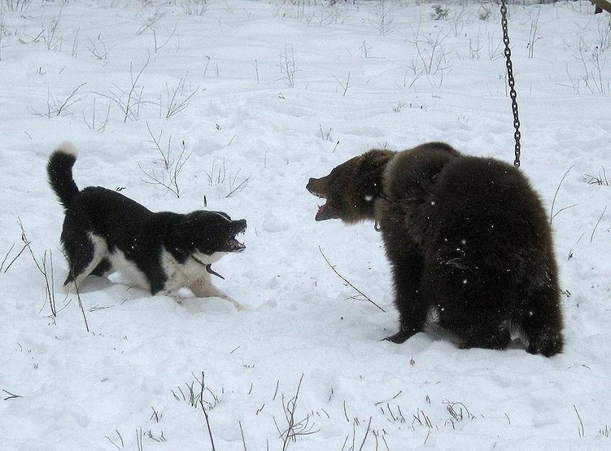 Карельская медвежья собака (карельская медвежья лайка)