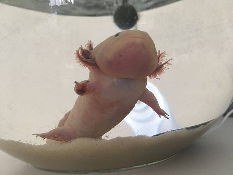 Аксолотль (axolotl): фото, содержание в домашних условиях