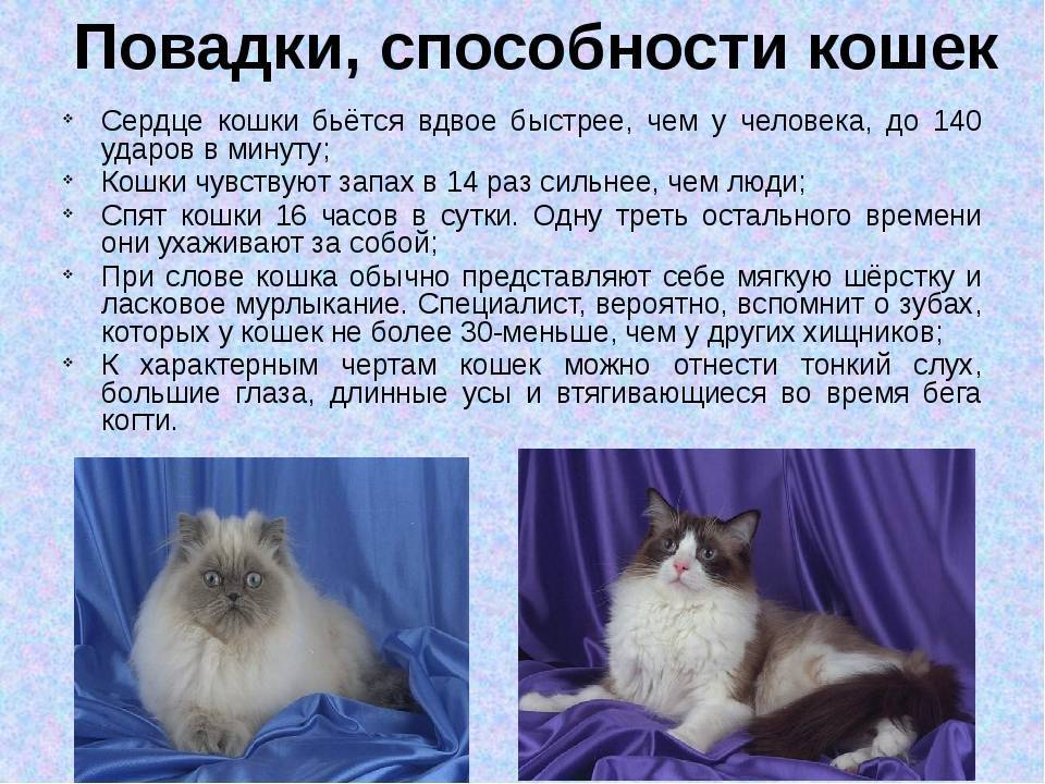 Причуды в поведении кошек