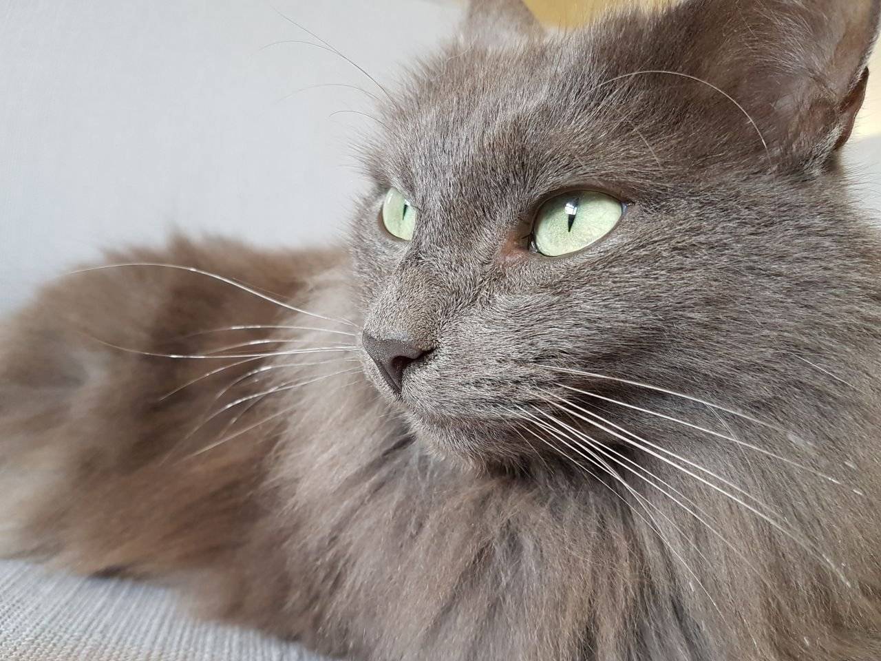 Кошка нибелунг