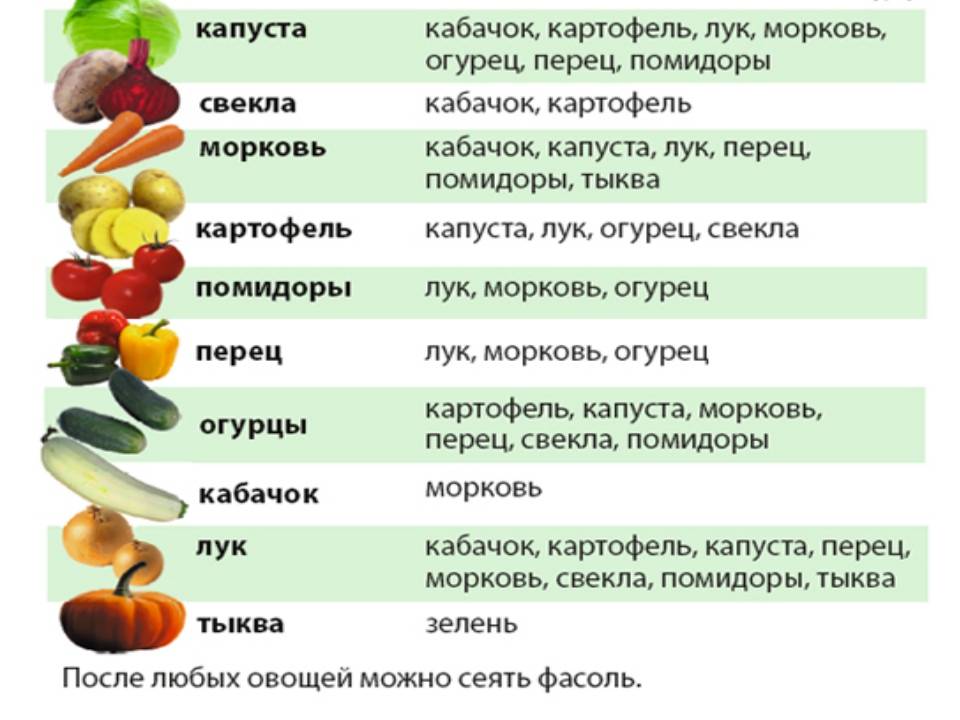 Какие овощи можно давать собакам