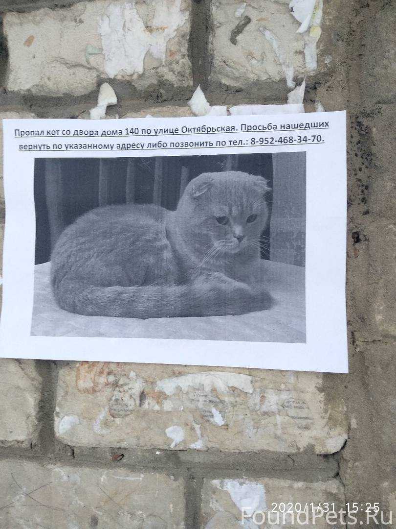 Кот спрятался в квартире и не отзывается или убежал из дома и потерялся на улице – как его найти, если он всего боится?