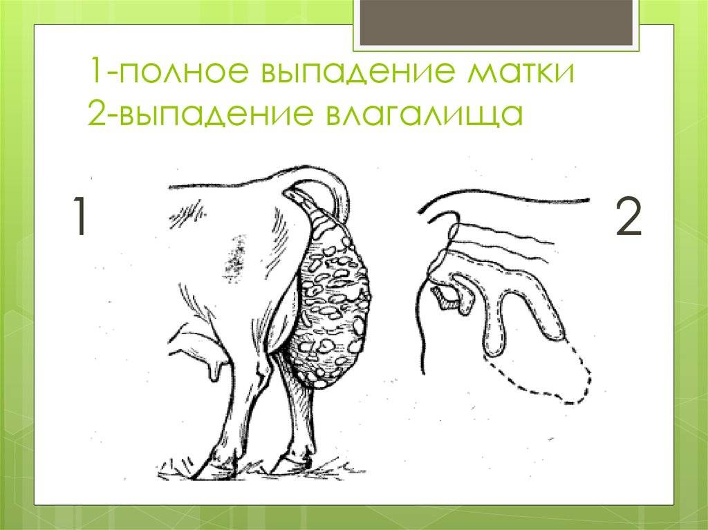 Выпадение матки у собаки: причины и лечение