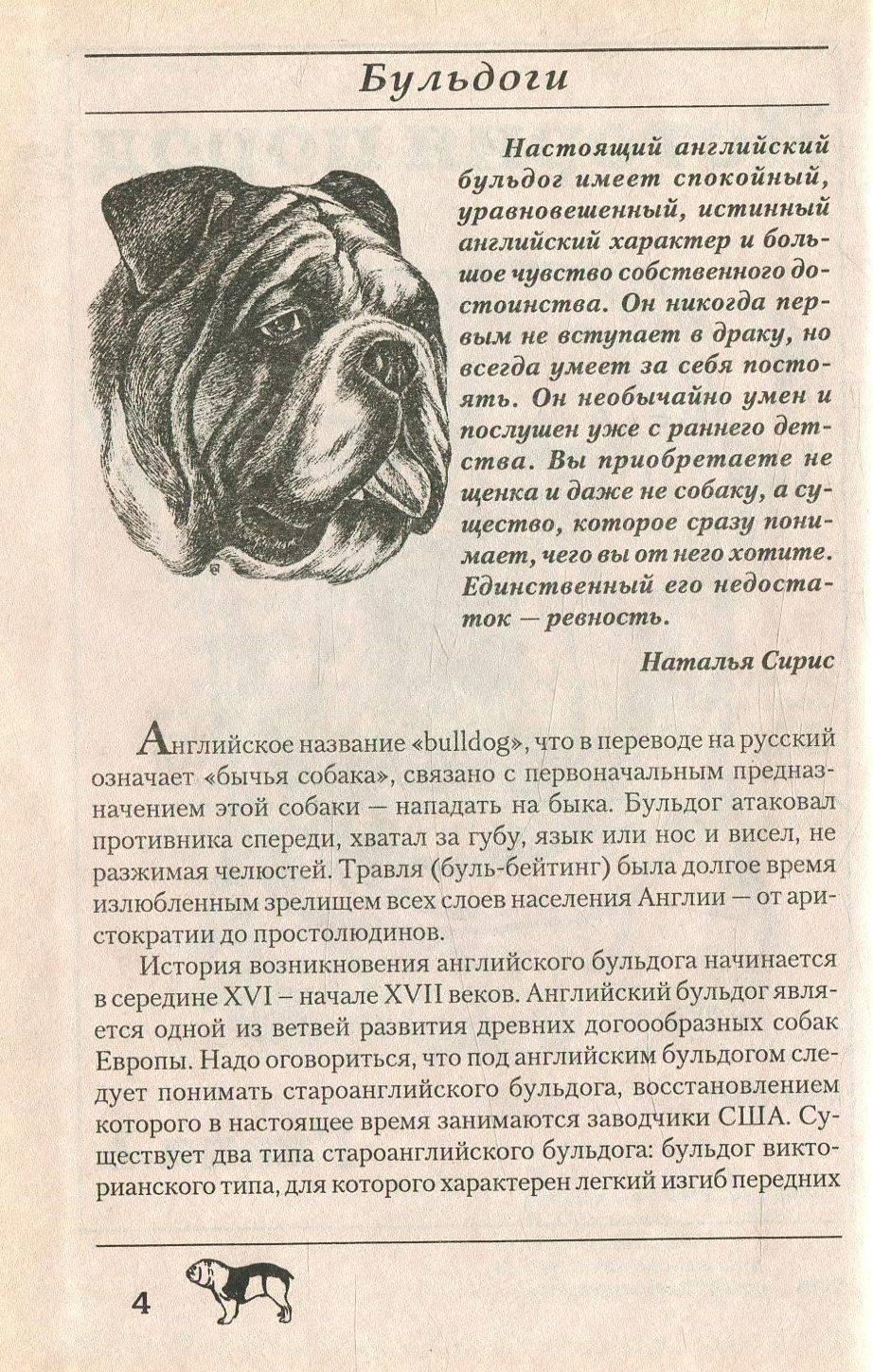 Староанглийский бульдог (заново созданный): возвращение к истокам. все о староанглийском бульдоге: стандарт породы, внешний вид собаки с фото, особенности ухода и разведения