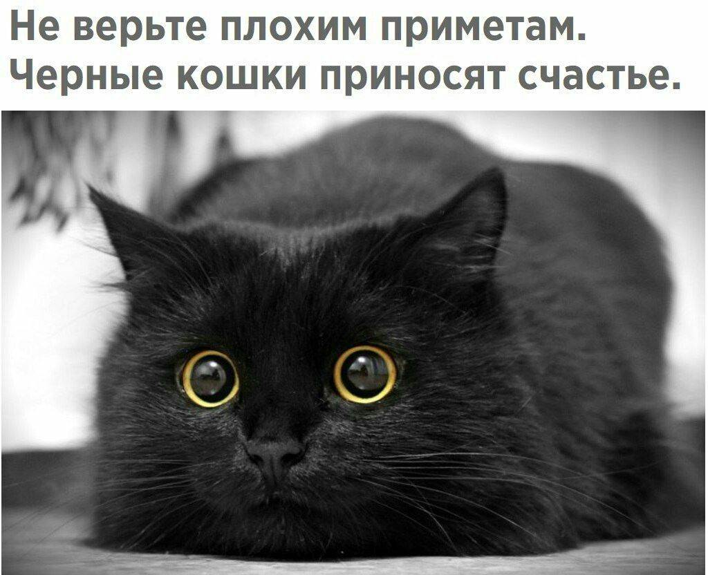 6 причин почему черный кот в доме это хорошо