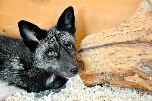 Серебряные лисы в качестве домашних животных: общие рекомендации и советы — сайт эксперта по животным — howmeow