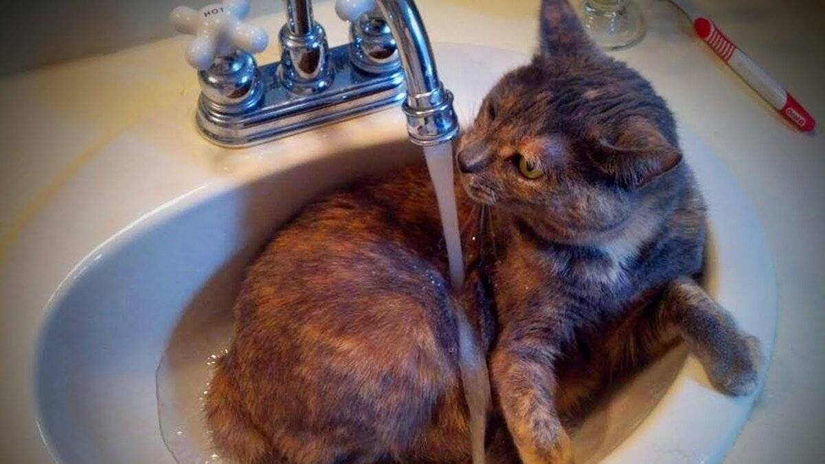 Почему кошки боятся воды: причины страха и способы борьбы