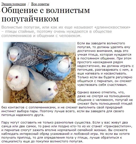 Птенцы волнистых попугаев: появление, уход и возможные проблемы