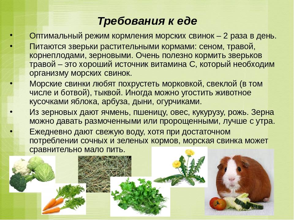 ᐉ можно ли кроликам давать горох, его стручки и ботву? - zooon.ru