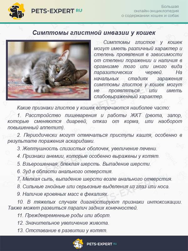 Гастрит у кошек симптомы и лечение