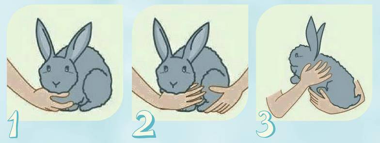 Как правильно взять кролика (с иллюстрациями)